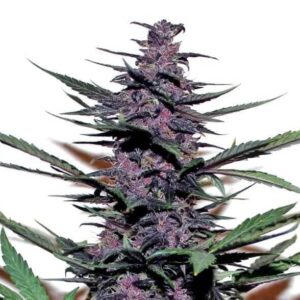 Purple Kush Auto