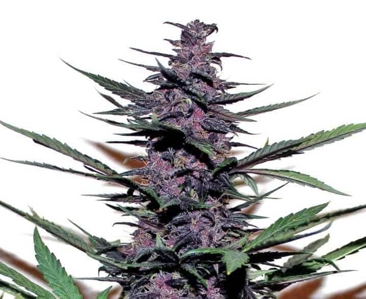 Auto Purple Kush Cannabis Samen