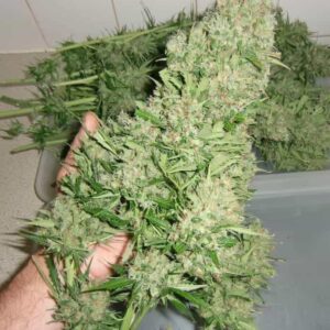 Auto-Mazar-samen Mazar Auto