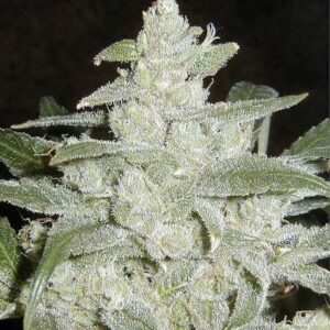 Auto White Widow samen White Widow Auto