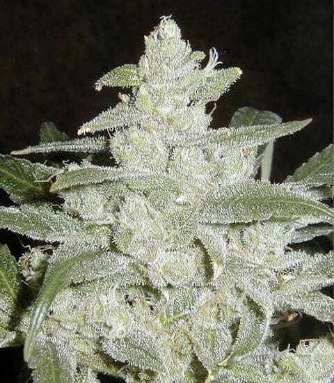 White Widow Auto Marihuana-Samen