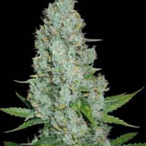 Auto amnesia lemon samen Amnesia Lemon Auto