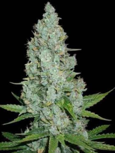 Auto amnesia lemon samen Amnesia Lemon Auto