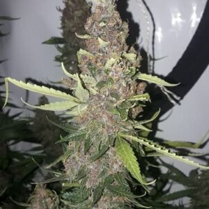 Blue Lemon Haze Auto