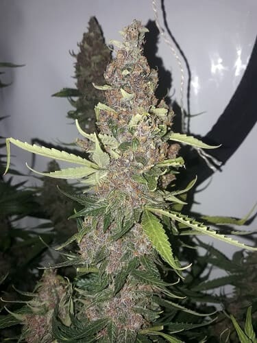 Blue Lemon Haze Auto