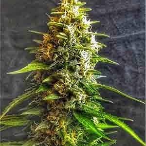 ZKITTLEZ-samen Zkittlez