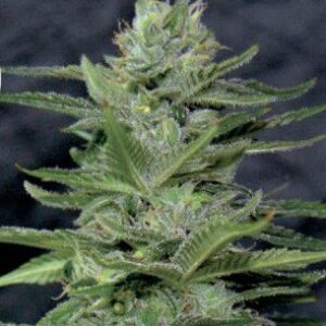 amnesia haze samen Amnesia Haze