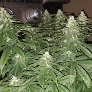 Amnesia Lemon F1 Fast Version