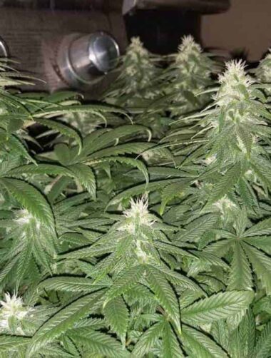 amnesia-lemon-f1-samen Amnesia Lemon F1 Fast Version