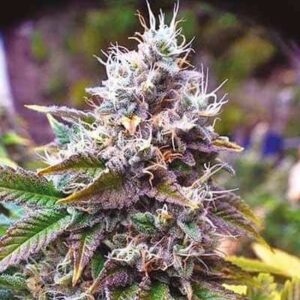 Amnesia Purple F1 Fast Version