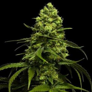 amnesia-samen Amnesia