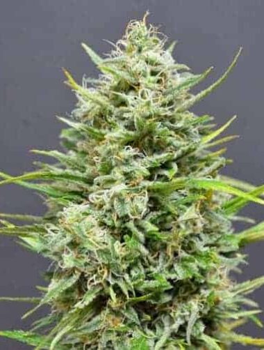 auto ak 47 samen AK 47 Auto