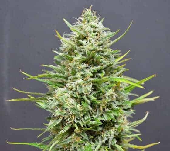 Marihuanasamen AK 47 Auto