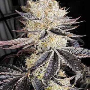 Black Dog Auto