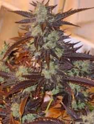 auto-blue-big-bud-samen Blue Big Bud Auto