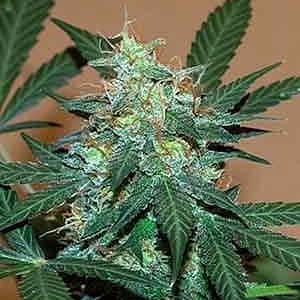 Bruce Banner Auto