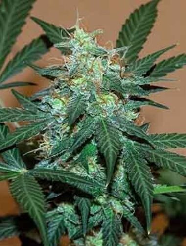 auto-bruce-banner-samen Bruce Banner Auto