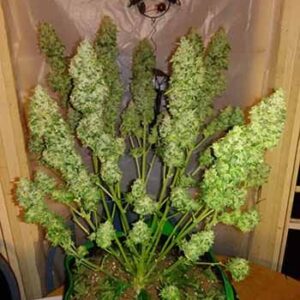 auto-bubblegum-samen Bubble Gum Auto