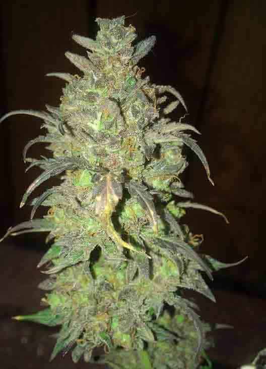 auto devil xxl - Cannabis Samen