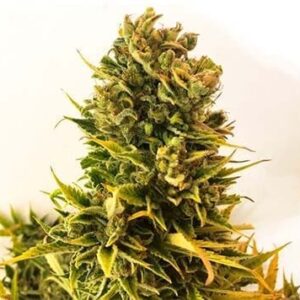 Girl Scout Cookies Auto