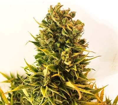 Auto Girl Scout Cookies - Cannabis Samen