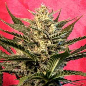 Sunset Sherbert Auto