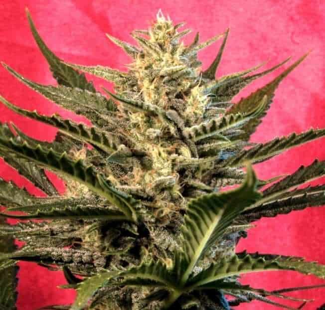 Girls Sherbet Auto Marihuana Samen