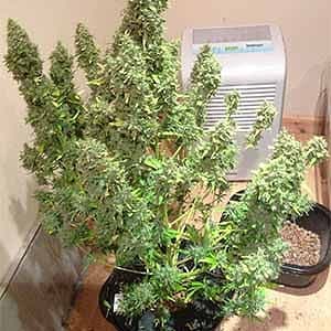 auto gorilla glue samen Gorilla Glue Auto