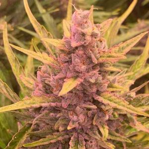 Gorilla Zkittlez Auto