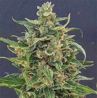 Auto Triple XL - Cannabis Samen