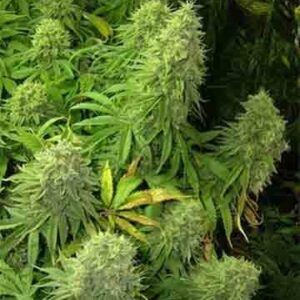 Big Bud F1 Fast Version