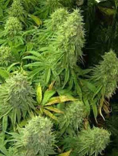 big-bud-f1-fast-version-samen Big Bud F1 Fast Version