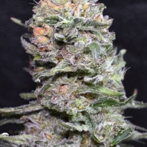 Black Domina F1 Fast Version