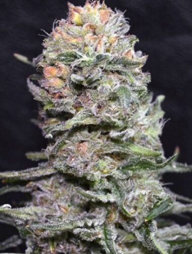 black-domina-f1-fast-version-pan-pestka-crewx Black Domina F1 Fast Version