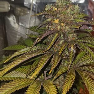 black-hulk-samen Black Hulk