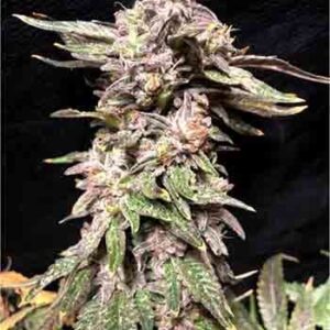 Blue Widow
