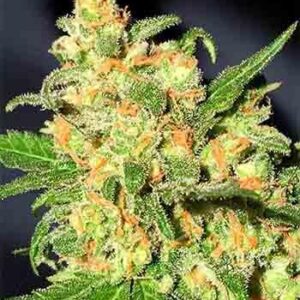 Bruce Banner F1 Fast Version