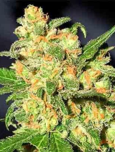 bruce-banner-f1-fast-version-samen Bruce Banner F1 Fast Version