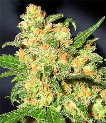 Bruce Banner F1 Fast Version - Cannabis Samen