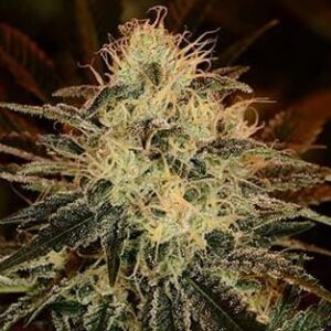 chemdawg-samen Chemdawg