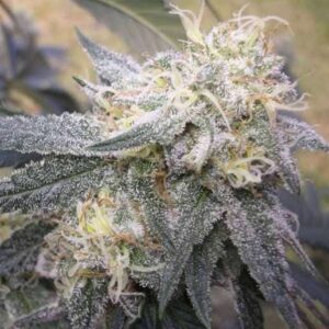 Chocolope F1 Fast Version