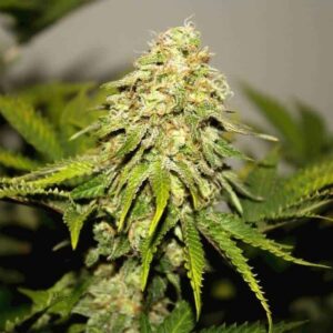 Critical F1 Fast Version