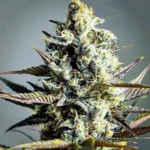 critical-kush-samen Critical Kush