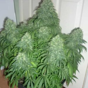 critical-xxl-samen Critical XXL