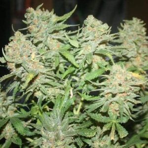 g13-auto-samen G13 Auto