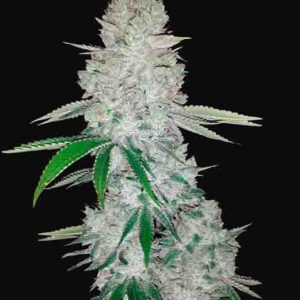 Gorilla Glue F1 Fast Version