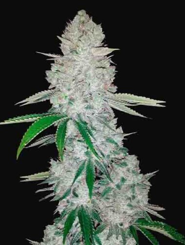 gorilla glue f1 samen Gorilla Glue F1 Fast Version