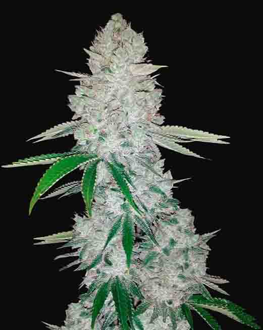 Gorilla Glue F1 Marihuana Samen