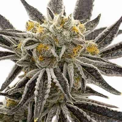 Grandaddy Purple cannabis samen