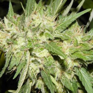 northern-light-auto-samen Northern Lights Auto